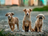 Ezan okunurken köpekler neden ulur dinimiz islam | Köpeğin uluması ne anlama gelir?