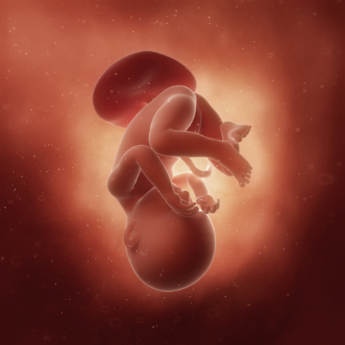 8-ayl-k-gebelik-g-r-nt-s-genelik-8-ay-artlar-neler