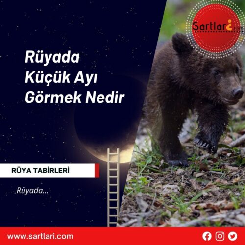 Rüyada Küçük Ayı Görmek Nedir