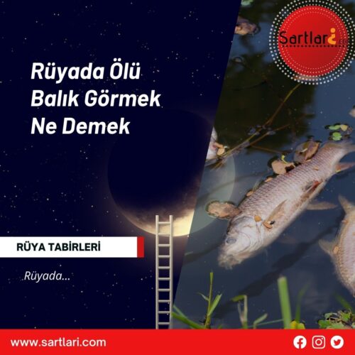 Rüyada Ölü Balık Görmek Ne Demek