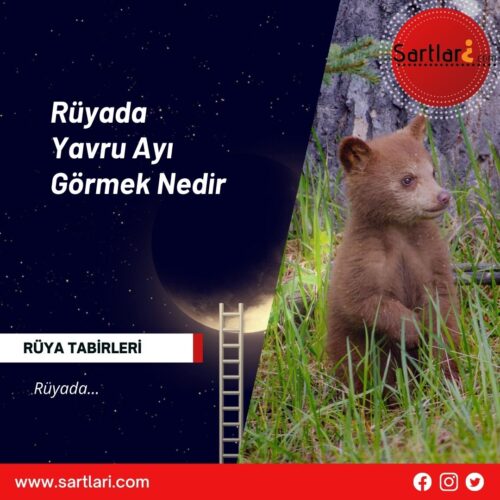 Rüyada Yavru Ayı Görmek Nedir