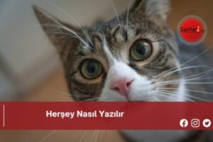 Herşey Nasıl Yazılır | Herşey Nasıl Yazılır TDK