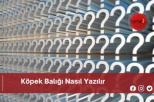 Köpek Balığı Nasıl Yazılır | Köpek Balığı Nasıl Yazılır TDK