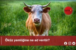 Öküz yemliğine ne ad verilir?