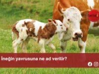 İneğin yavrusuna ne ad verilir?