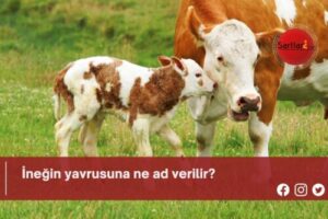 İneğin yavrusuna ne ad verilir?