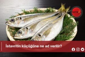 İstavritin küçüğüne ne ad verilir?