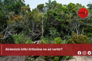 Akdenizin bitki örtüsüne ne ad verilir?