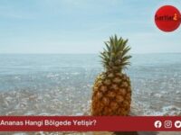 Ananas Hangi Bölgede Yetişir