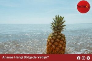 Ananas Hangi Bölgede Yetişir