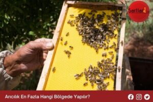 Arıcılık En Fazla Hangi Bölgede Yapılır