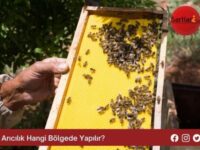 Arıcılık Hangi Bölgede Yapılır