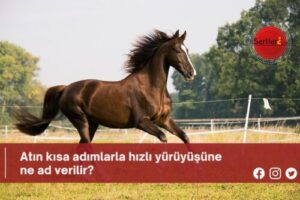 Atın kısa adımlarla hızlı yürüyüşüne ne ad verilir?