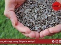 Ayçekirdeği Hangi Bölgede Yetişir