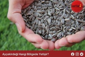 Ayçekirdeği Hangi Bölgede Yetişir