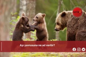 Ayı yavrusuna ne ad verilir?