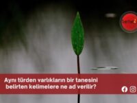 Aynı türden varlıkların bir tanesini belirten kelimelere ne ad verilir?