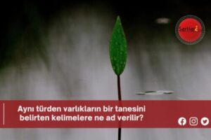 Aynı türden varlıkların bir tanesini belirten kelimelere ne ad verilir?