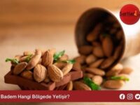 Badem Hangi Bölgede Yetişir