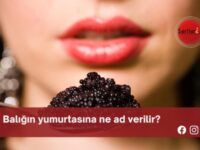 Balığın yumurtasına ne ad verilir?