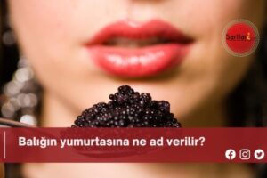 Balığın yumurtasına ne ad verilir?