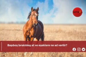 Başıboş bırakılmış at ve eşeklere ne ad verilir?