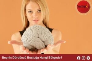 Beynin Dördüncü Boşluğu Hangi Bölgede