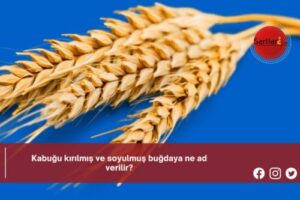 Kabuğu kırılmış ve soyulmuş buğdaya ne ad verilir?