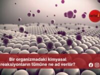 Bir organizmadaki kimyasal reaksiyonların tümüne ne ad verilir?