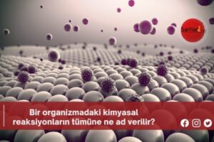 Bir organizmadaki kimyasal reaksiyonların tümüne ne ad verilir?