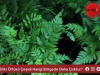 Bitki Örtüsü Çeşidi Hangi Bölgede Daha Çoktur