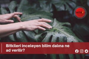 bitkileri inceleyen bilim dalına ne ad verilir