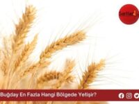 Buğday En Fazla Hangi Bölgede Yetişir