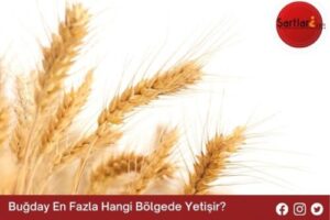 Buğday En Fazla Hangi Bölgede Yetişir