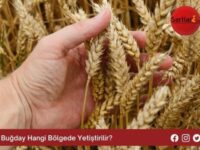 Buğday Hangi Bölgede Yetiştirilir