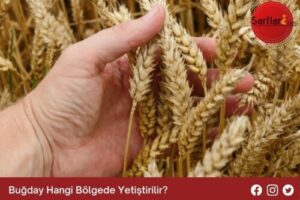 Buğday Hangi Bölgede Yetiştirilir
