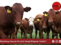 Büyükbaş Hayvan En Çok Hangi Bölgede Yetişir