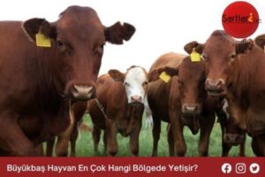 Büyükbaş Hayvan En Çok Hangi Bölgede Yetişir