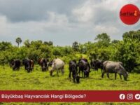 Büyükbaş Hayvancılık Hangi Bölgede