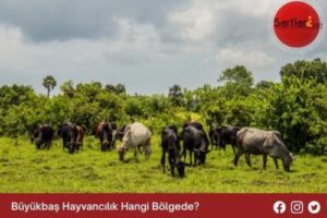 Büyükbaş Hayvancılık Hangi Bölgede