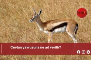 Ceylan yavrusuna ne ad verilir?