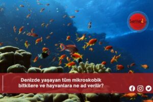 Denizde yaşayan tüm mikroskobik bitkilere ve hayvanlara ne ad verilir?