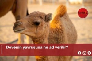 Devenin yavrusuna ne ad verilir?