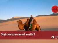 Dişi deveye ne ad verilir?