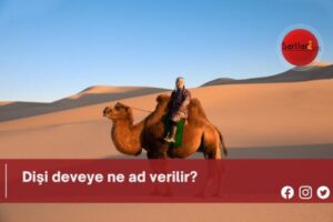 Dişi deveye ne ad verilir?