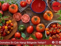 Domates En Çok Hangi Bölgede Yetişir