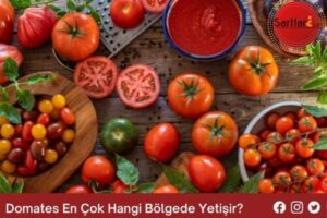 Domates En Çok Hangi Bölgede Yetişir