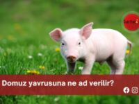 Domuz yavrusuna ne ad verilir?