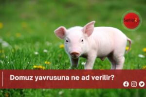 Domuz yavrusuna ne ad verilir?