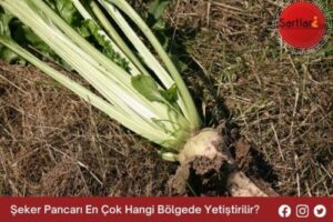 Şeker Pancarı En Çok Hangi Bölgede Yetiştirilir